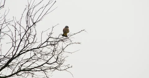 A common kestrel perched on a bare tree branch on treetop against bright sky Stock Footage 262639551