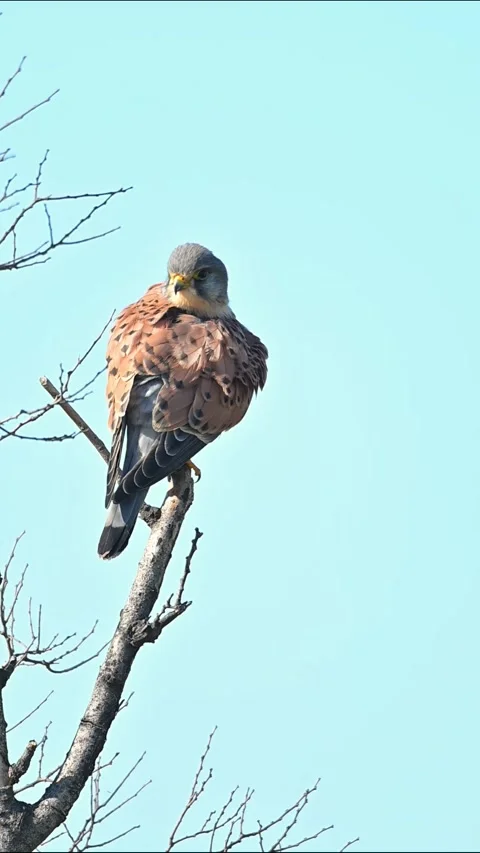 Common Kestrel Perched on Bare Tree Branch Against Clear Blue Sky Stock Footage 330622080