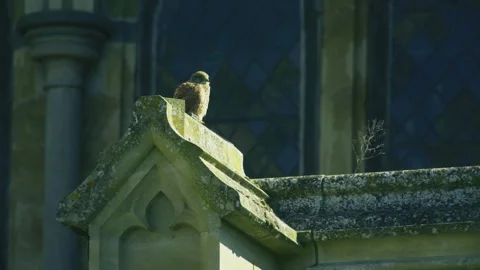 Common kestrel perched on cathedral stonework in Salisbury England Stock-Footage 331137302