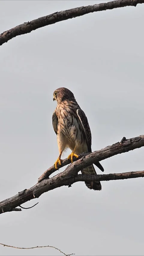 Common Kestrel Perched on Dry Tree Branch 스톡 동영상 330761736