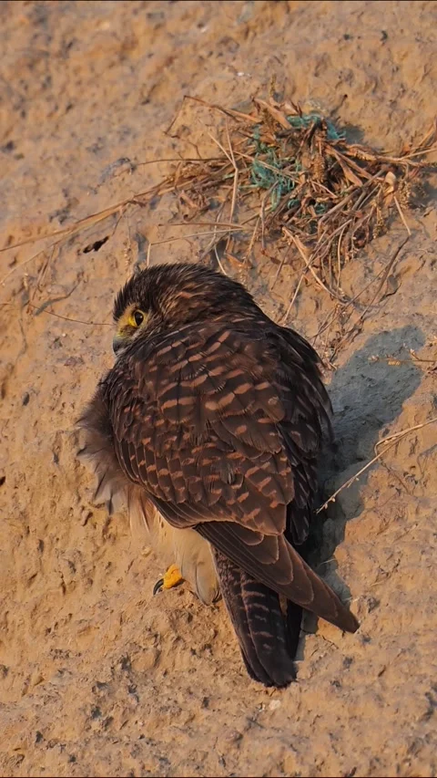 Common Kestrel Perched on the Ground, Close-up of Young Falcon Resting on Sandy Stock Footage 330565115