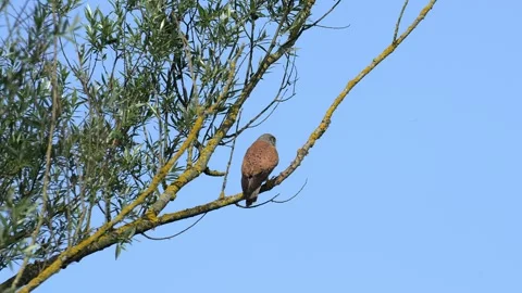 Common Kestrel Perched on Mossy Tree Branch Taking Flight 4K Nature Footage Stock Footage 336977581