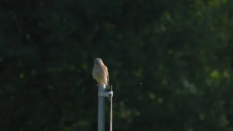 Common Kestrel Perched on a Post Before Flying Away in Slow Motion 4K Footage Stock Footage 336975420
