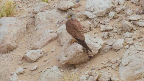 Common Kestrel Perched on a Rock in Arid Desert Habitat Stock Footage 340923664