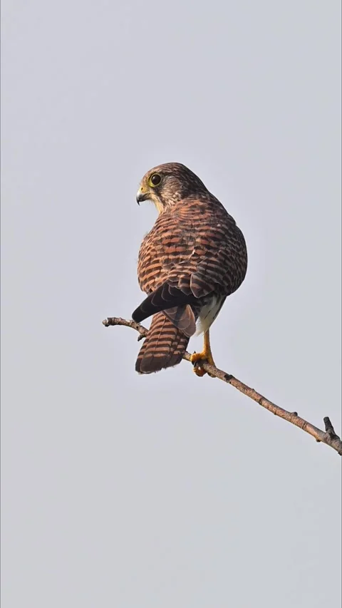 Common Kestrel Perched on Thin Branch Back View Stock Footage 330761787