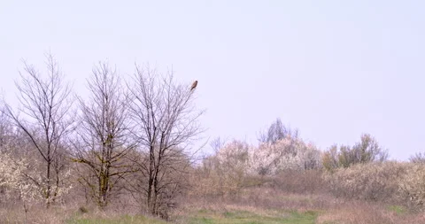 Common Kestrel Perched on a Tree Branch Against a Blue Sky Stock Footage 255681314