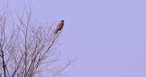 Common Kestrel Perched on a Tree Branch Against a Blue Sky Stock Footage 255683506