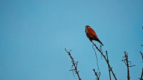 Common Kestrel Perched on Tree Branch – 4K Wildlife Video Stock Footage 328865567