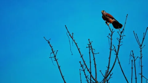Common Kestrel Perched on Tree Branch – 4K Wildlife Video Stock Footage 328865574