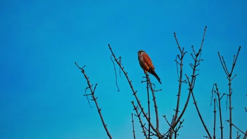 Common Kestrel Perched on Tree Branch – 4K Wildlife Video Stock Footage 328865575