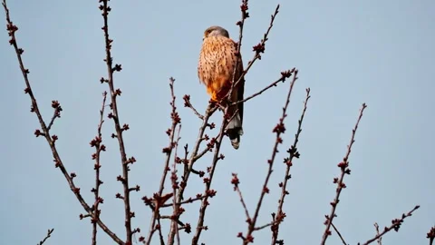 Common Kestrel Perched on Tree Branch – 4K Wildlife Video Stock Footage 328865577