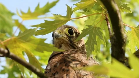 Common kestrel perched in tree canopy turning head with alert expression Stock Footage 311012209