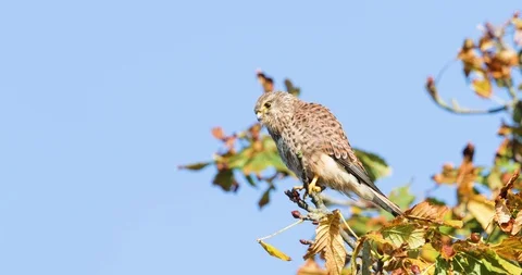 Common kestrel perched in a tree on a windy day Stock Footage 120801216