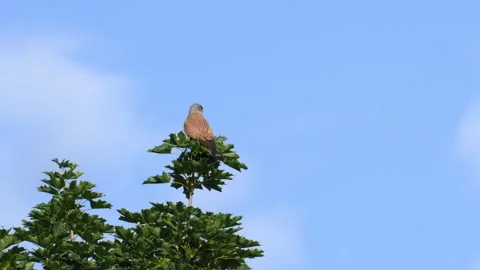 Common Kestrel Perched on Treetop Looking Around in 4K Wildlife Footage Stock Footage 336976274