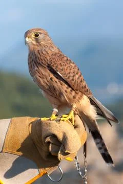 Common kestrel 스톡 사진
