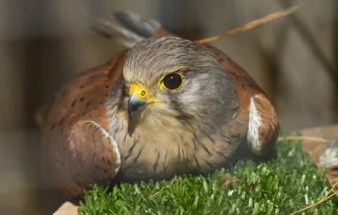 Common Kestrel Stock Photos
