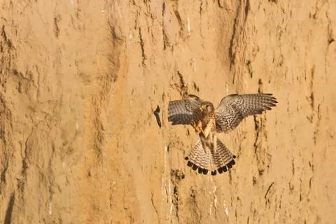 Common kestrel Stock Photos