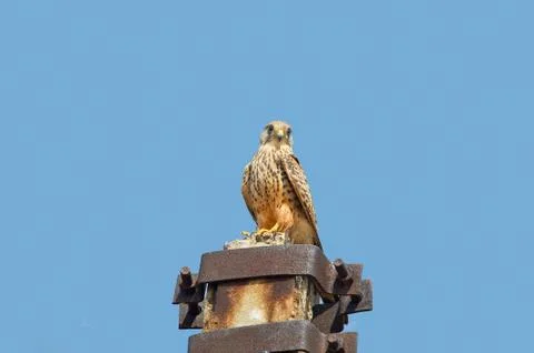 Common Kestrel Foto stock
