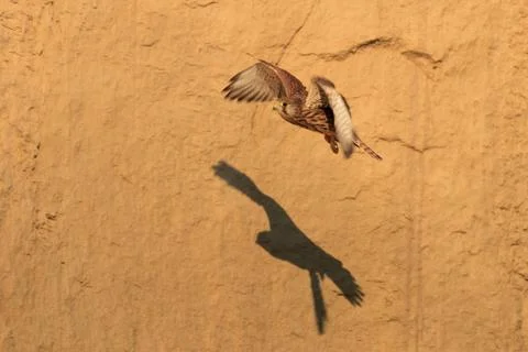 Common Kestrel Stock Photos