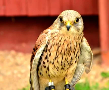 Common Kestrel Foto stock