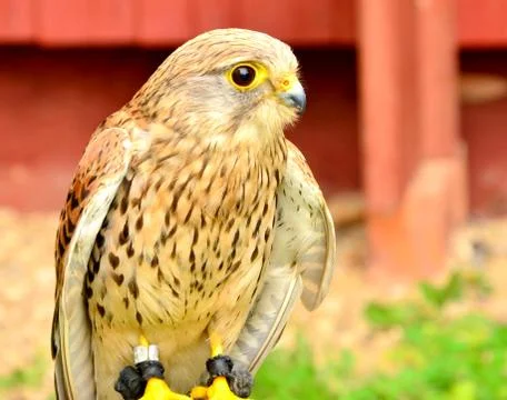 Common Kestrel Foto stock