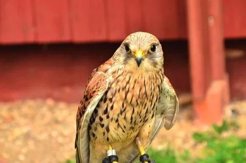 Common Kestrel Foto stock