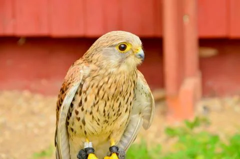 Common Kestrel Foto stock