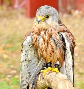 Common Kestrel Foto stock