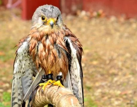 Common Kestrel Foto stock