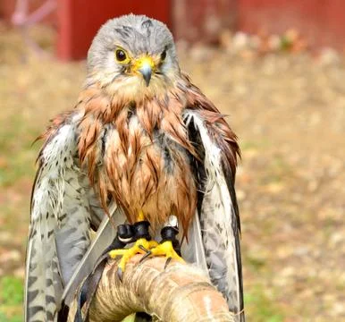 Common Kestrel Foto stock