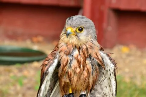 Common Kestrel Foto stock