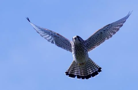 Common Kestrel Stock Photos