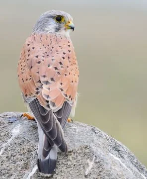 Common kestrel Stock Photos