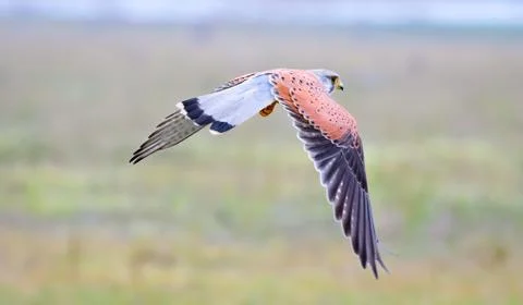 Common kestrel Stock Photos