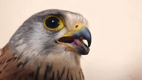 Common kestrel Stock-Fotos