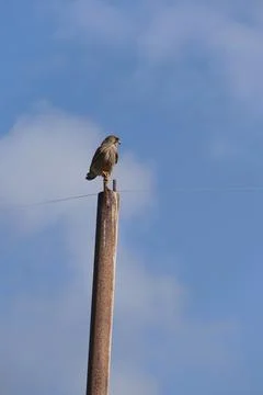 Common kestrel Stock Photos
