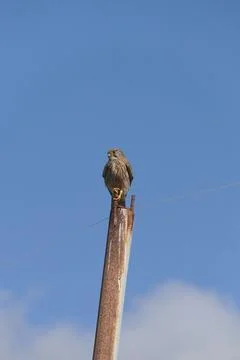 Common kestrel Stock-Fotos
