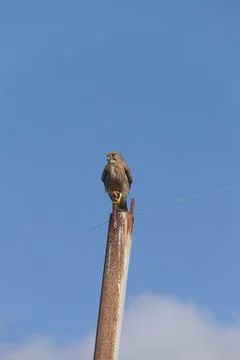 Common kestrel Stock-Fotos