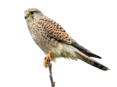 Common Kestrel Stockfoto's