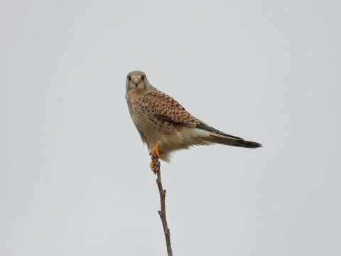 Common Kestrel Stockfoto's