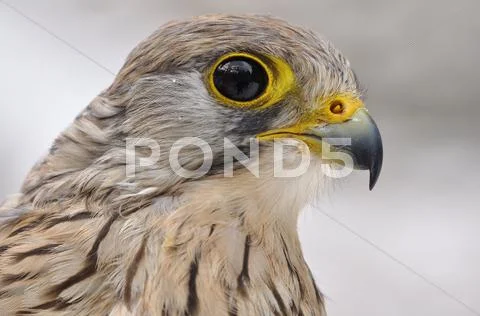 Common Kestrel portrait Stock Photos