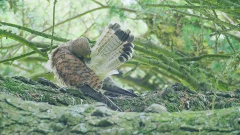 Common Kestrel Preening Wing Feathers on Mossy Tree Branch Vídeo Stock 331116908