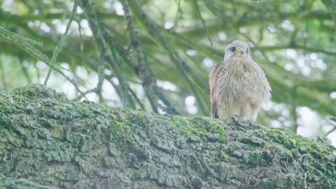 Common Kestrel Scanning From Mossy Tree Branch Stock-Footage 331116998