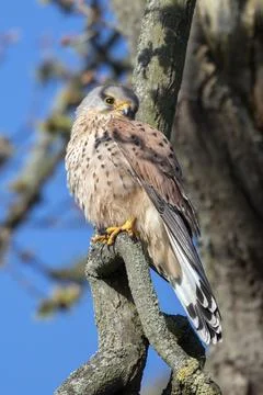 Common Kestrel in springtime Foto stock