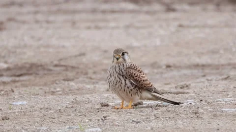 Common Kestrel Standing on the Ground Stock-Footage 333589832