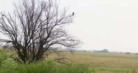 Common kestrel standing still on a bare branch of a bush in nature Stock Footage 262638609
