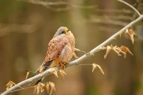 Common kestrel on tree branch in the forest Фото