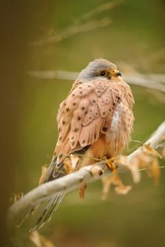 Common kestrel on tree branch in the forest 库存照片