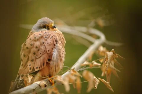 Common kestrel on tree branch in the forest Stock Photos
