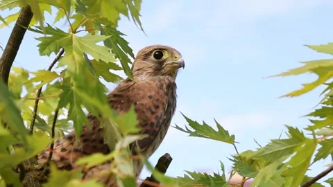Common kestrel in the wild. The falcon is sitting on a tree branch . Stock Footage 246769264